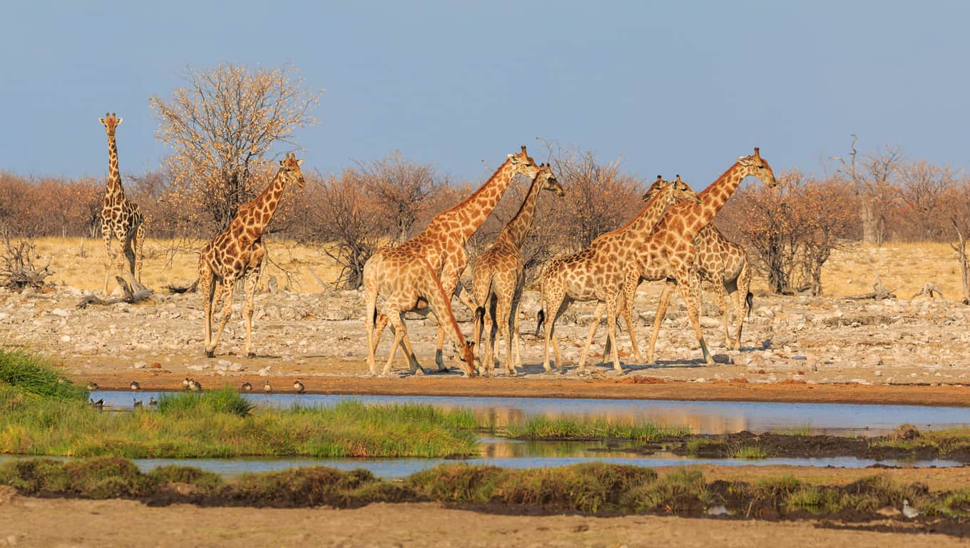 Etosha National Park, Namibia